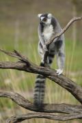 Ring-Tailed Lemur displays grasping toes