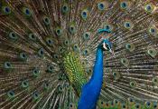 Fanning Peacock