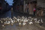 Taking the ducks to the pond while girls freshing up at the front door in the morning, QuaiZhou, Chi