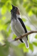 Bearded Bellbird (Procnias averano carnobarba) Calls to Attract Mate, Asa Wright Nature Center, Trin