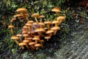 Cluster of Tree Fungi, Rancho del Oso