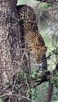 Leopard (Panthera pardus) Descends Tree, Tanzania