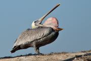 Brown Pelican (Pelecanus occidentalis) stretches pouch inside out to keep it flexible