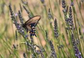 Pipevine Swallowtail (Battus philenor) Feeding on Nectar in Lavender Field