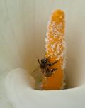 Western Honey Bee (Apis mellifera) clears pollen from stamen of Calla Lilly