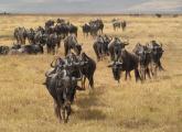 Wildebeest (Connochaetes taurinus) Migration, Tanzania