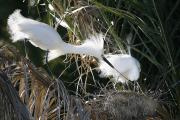 Snowy Egrets building Nest