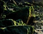 Algae on Rocks at Sunset