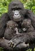 Mountain Gorilla with Twins