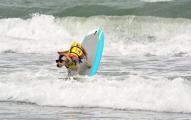 Derby was crowned top dog in the 3rd annual World Dog Surfing Championships in Pacifica