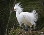 Snowy Egret Displays Breeding Plumage