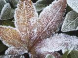 Frost Kissed Leaf