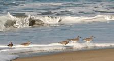 Shorebirds